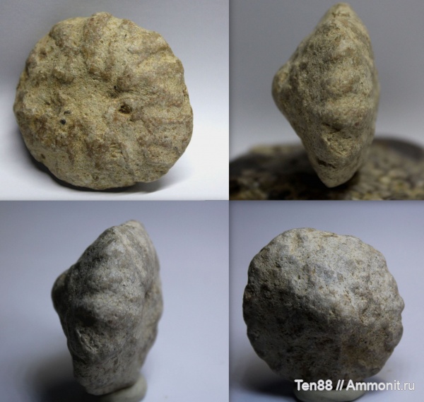 мел, мезозой, апт, ихнофоссилии, Stelloglyphus, р. Губс, Мостовский район