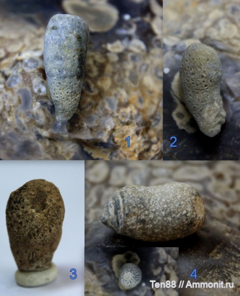 мел, губки, мезозой, беспозвоночные, апт, р. Губс Мостовской район, Calcispongea