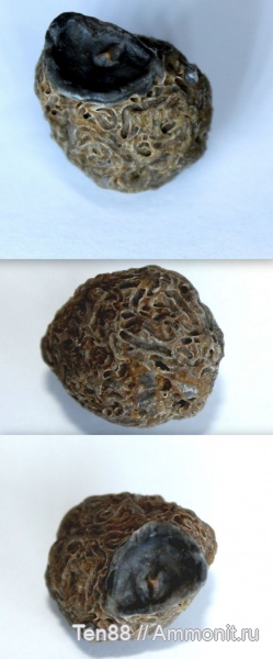 мел, мезозой, кольчатые черви, апт, р. Губс Мостовской район