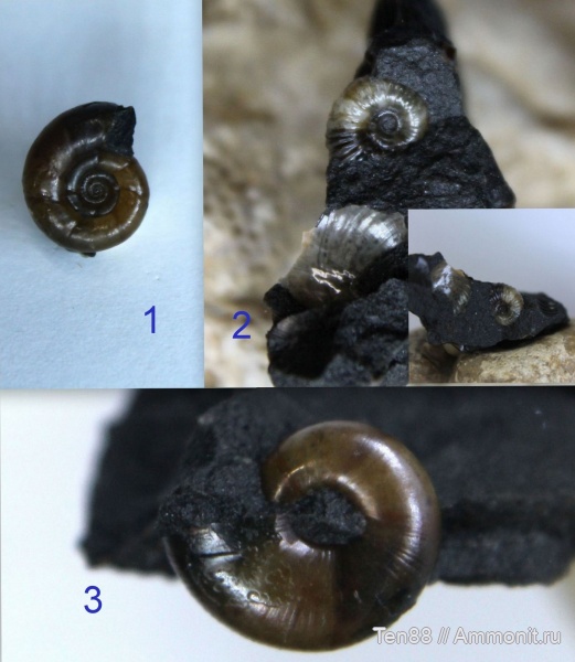 аммониты, мел, мезозой, апт, р. Губс Мостовской район