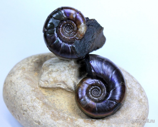 аммониты, мел, мезозой, апт, Eogaudryceras, р. Губс Мостовской район