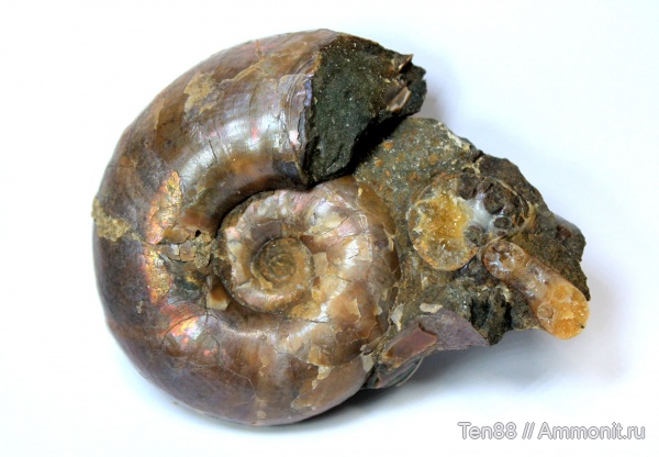 аммониты, мел, мезозой, апт, Desmoceratidae, р. Губс Мостовской район