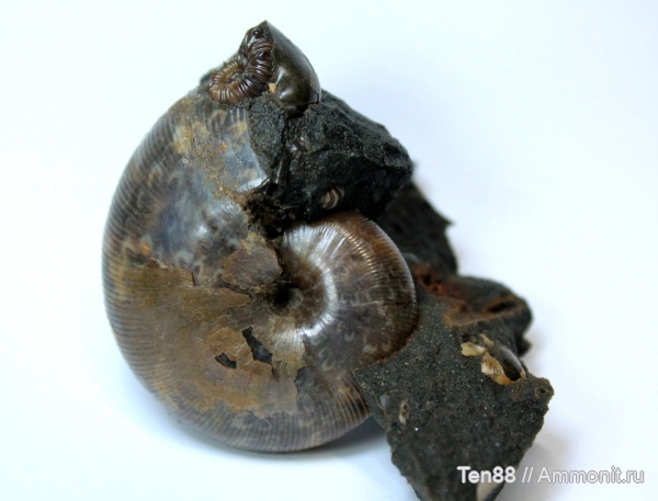 аммониты, мел, мезозой, апт, Euphylloceras, р. Губс Мостовской район