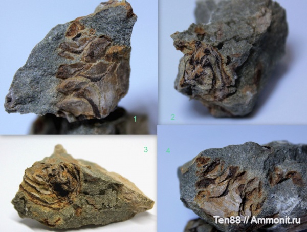 мел, мезозой, апт, шишки, р. Губс Мостовской район