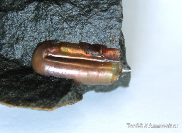 аммониты, мел, мезозой, апт, Ptychoceras, р. Губс Мостовской район