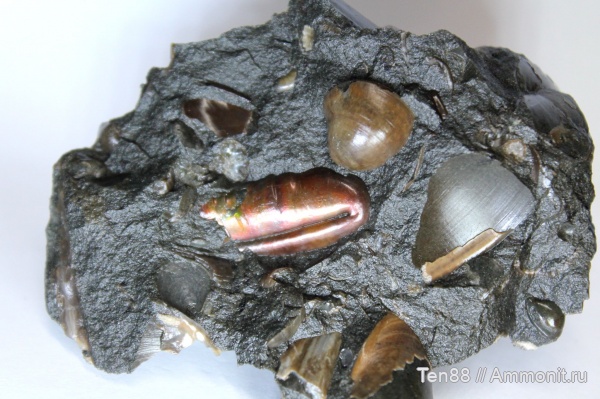 аммониты, мел, мезозой, апт, Ptychoceras, р. Губс Мостовской район