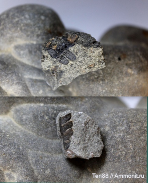 мел, растения, мезозой, апт, р. Губс Мостовской район