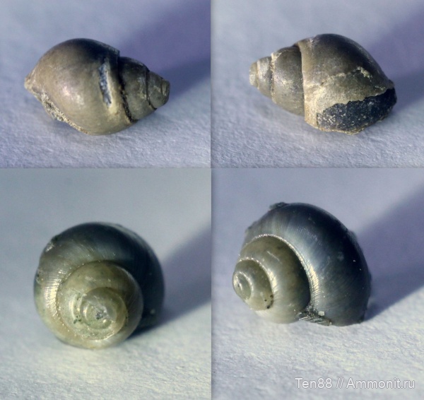 моллюски, мел, мезозой, брюхоногие моллюски, апт, р. Губс Мостовской район