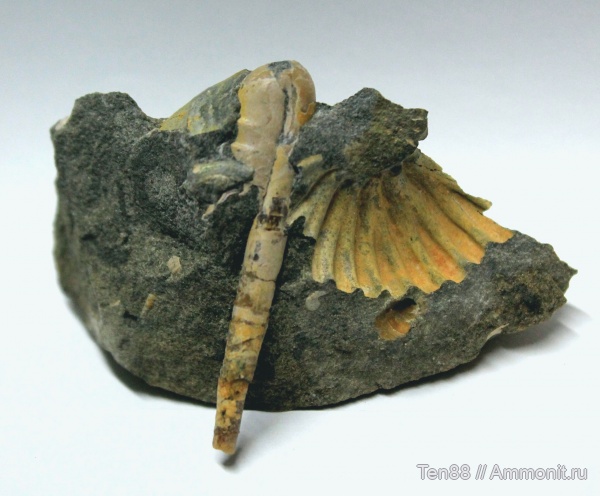 аммониты, мел, гетероморфные аммониты, мезозой, апт, Ptychoceras, р. Губс Мостовской район