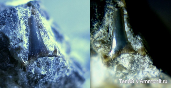 мел, мезозой, Eostriatolamia, апт, зубы акул, р. Губс Мостовской район