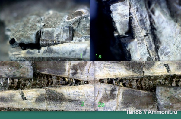 белемниты, мел, мезозой, апт, протоконх, р. Губс Мостовской район