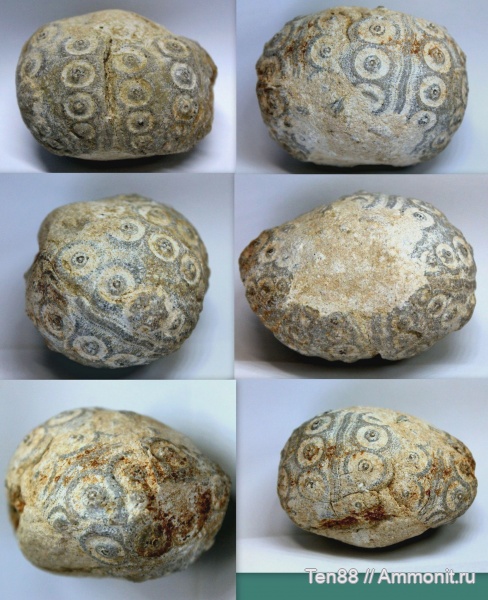 морские ежи, мел, мезозой, апт, Cidaris, р. Губс Мостовской район