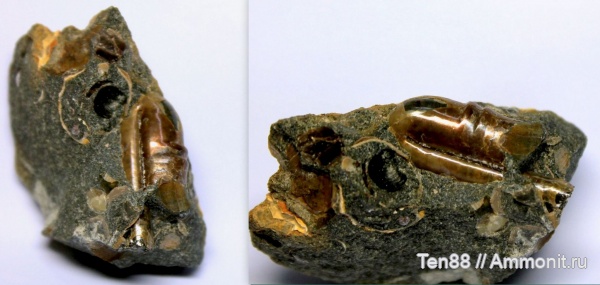 мел, мезозой, Ptychoceras, Краснодарский край, р. Губс, Мостовский район