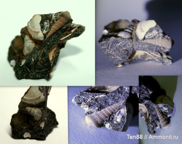 мел, мезозой, брюхоногие моллюски, Краснодарский край, р. Губс, Мостовский район