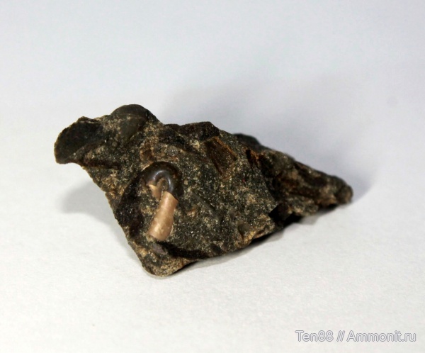 мел, гетероморфные аммониты, мезозой, Краснодарский край, р. Губс, Мостовский район