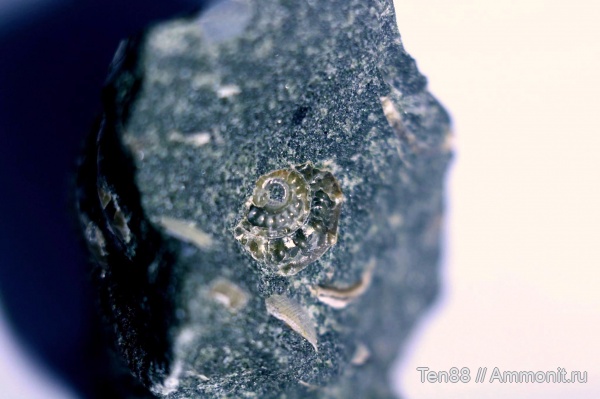 мел, мезозой, брюхоногие моллюски, Краснодарский край, р. Губс, Nummogaultina, Мостовский район