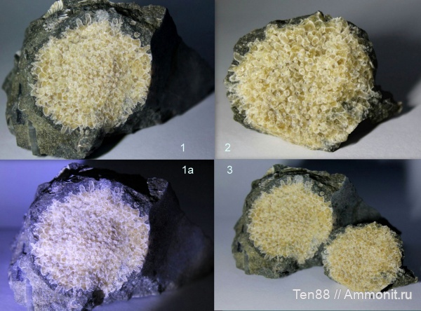 мел, мшанки, мезозой, Краснодарский край, р. Губс, Мостовский район