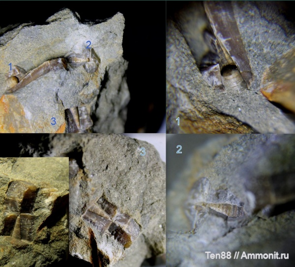 белемниты, мел, мезозой, фрагмоконы, Краснодарский край, р. Губс, Мостовский район