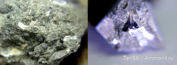 мел, мезозой, зубы акул, Краснодарский край, р. Губс, Мостовский район