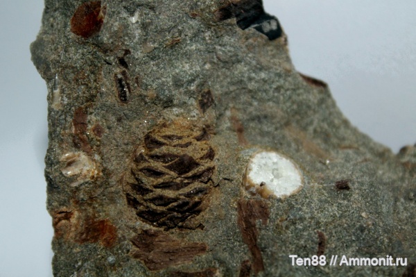 мел, мезозой, шишки, Краснодарский край, р. Губс, Мостовский район