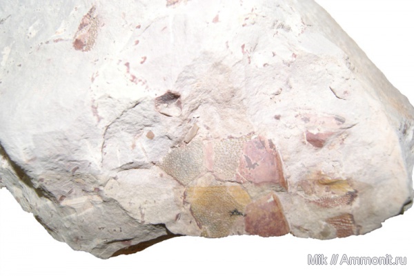 девон, рыбы, Devonian, fish