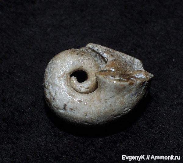 Bellerophon, Саратовская область