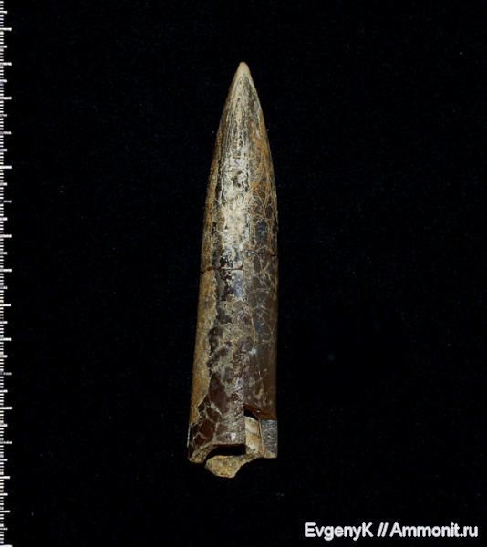 Cylindroteuthis, келловей, Саратов, Саратовская область, Callovian, Middle Jurassic