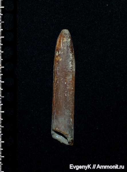 байос, Саратов, Саратовская область, Mesoteuthis, Bajocian