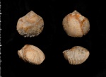 Chlidonophora sp. Chlidonophora sp.