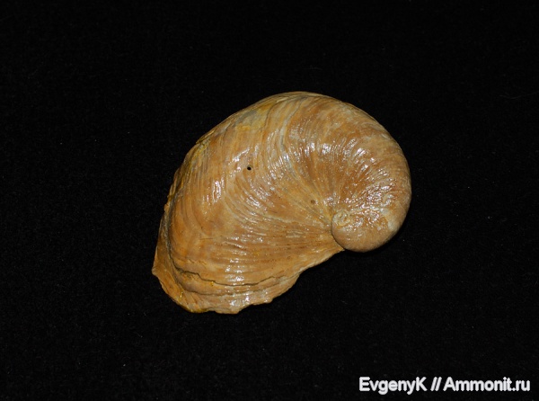 Саратовская область, Amphidonta, Amphidonta conica