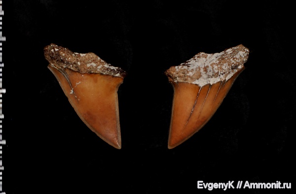 Саратов, зубы акул, Cretoxyrhina, Саратовская область, Cretoxyrhina mantelli, shark teeth