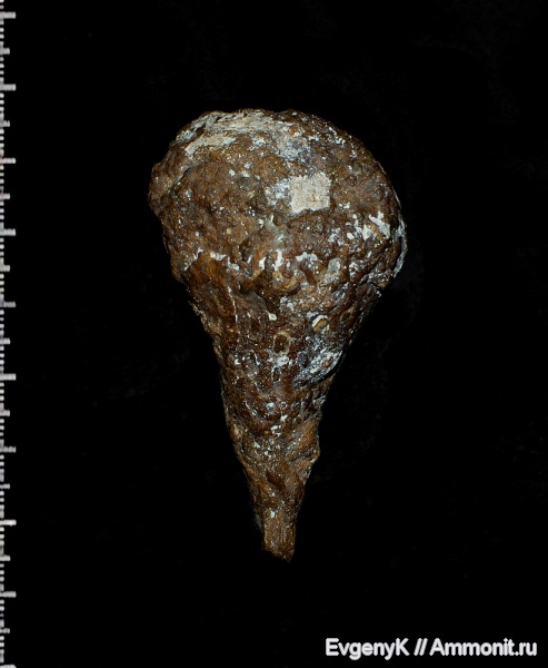 губки, Саратов, Саратовская область, Ventriculites