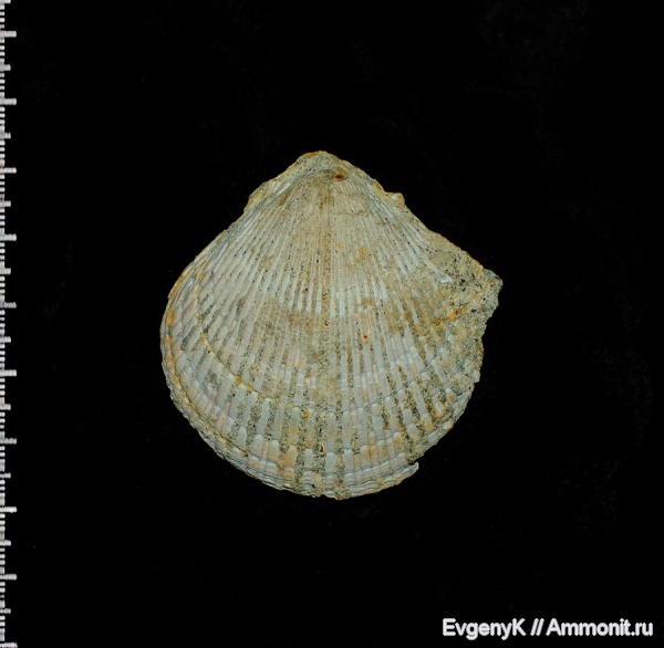 двустворчатые моллюски, Chlamys, Саратов, Саратовская область