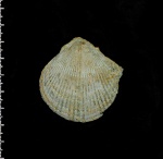 Chlamys sp. Chlamys sp.