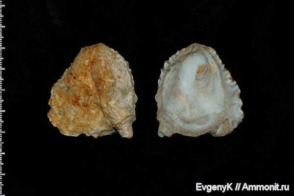 двустворчатые моллюски, Саратов, Саратовская область, Ostrea