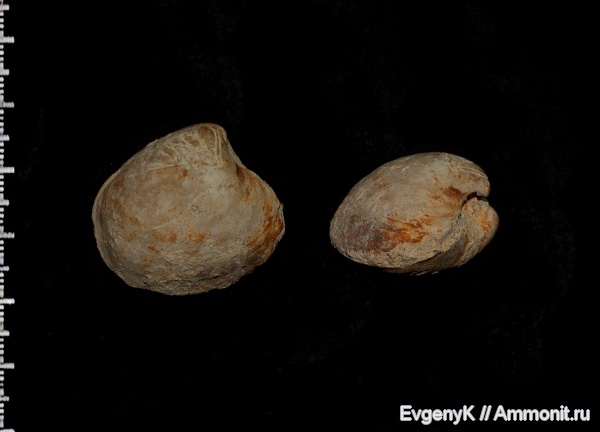 двустворчатые моллюски, Саратов, Саратовская область, Venilicardia