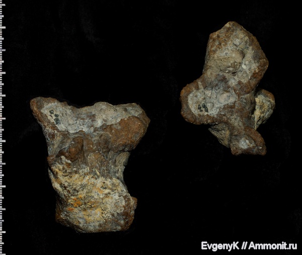 губки, Саратов, Саратовская область, Paracraticularia