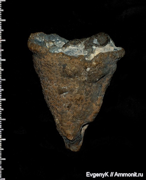 губки, Саратов, Саратовская область, Sporadoscinia