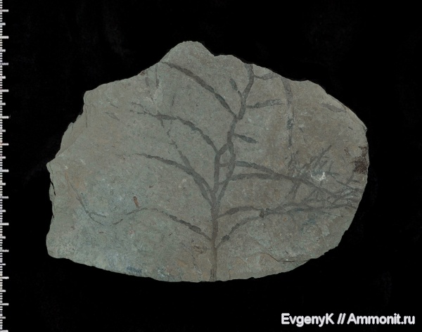 бурые водоросли, Cystoseira