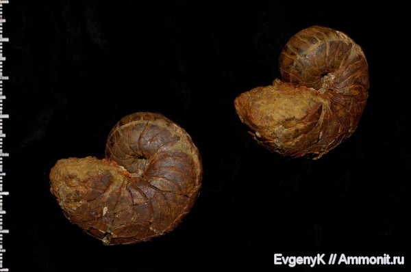 наутилусы, Cenoceras, Дубки, Саратов, Саратовская область, Cenoceras wolgensis