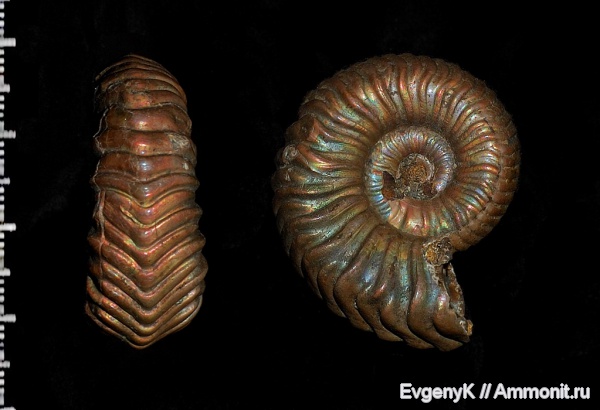 аммониты, Дубки, Саратов, Vertumniceras, Саратовская область, Ammonites, Vertumniceras trapezoidalis