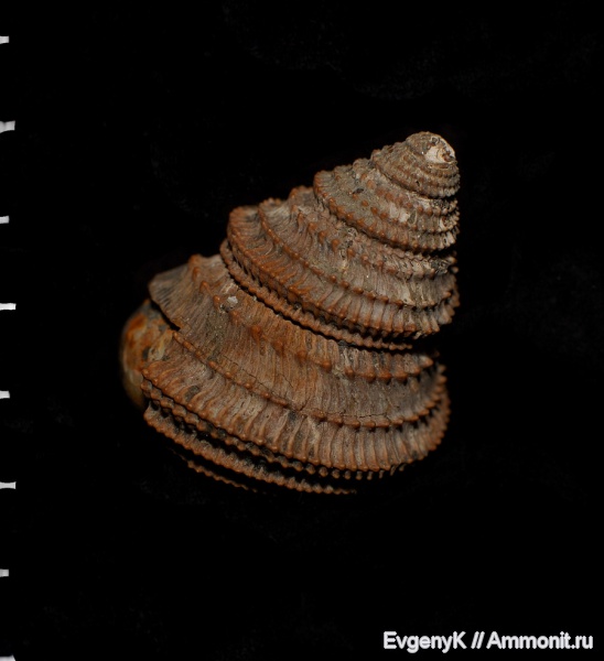 гастроподы, Eucyclus, Дубки, Саратов, Саратовская область, Eucyclus pseudoarmiger