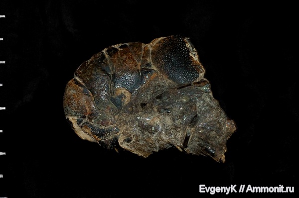 раки, Дубки, Eryma, Саратов, Саратовская область