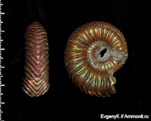аммониты, Дубки, Саратов, Vertumniceras, Саратовская область, Vertumniceras angulatum, Ammonites