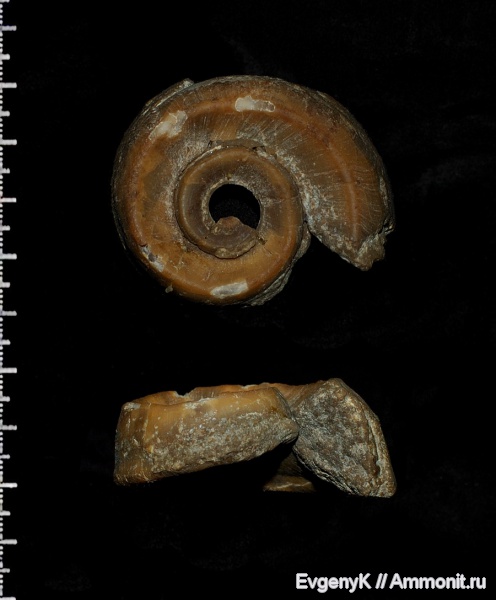 гастроподы, Euomphalus, Euomphalus marginatus, Саратов, Саратовская область