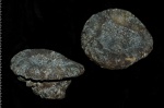 Cephalites (Ortodiscus) pedester