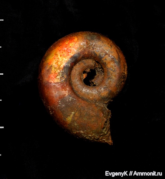 аммониты, Brightia, Дубки, Саратов, Саратовская область, Brightia brightii, Ammonites