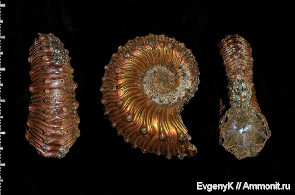 аммониты, Kosmoceras, Дубки, Саратов, Саратовская область, Ammonites, Kosmoceras spinosum