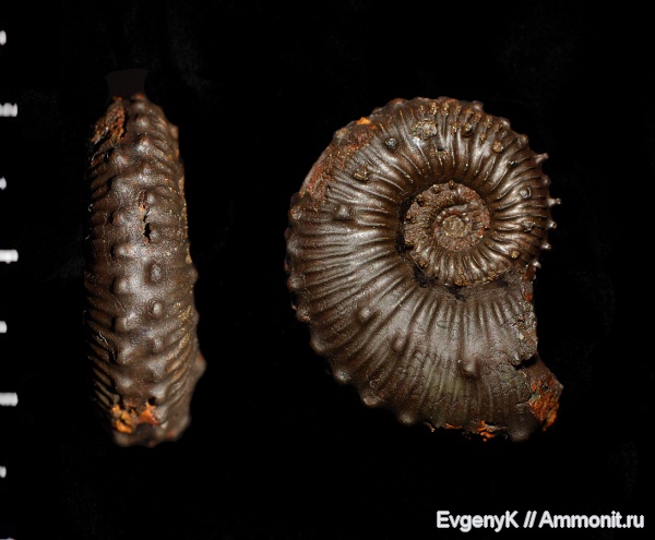 аммониты, Kosmoceras, Дубки, Саратов, Саратовская область, Ammonites, Kosmoceras duncani