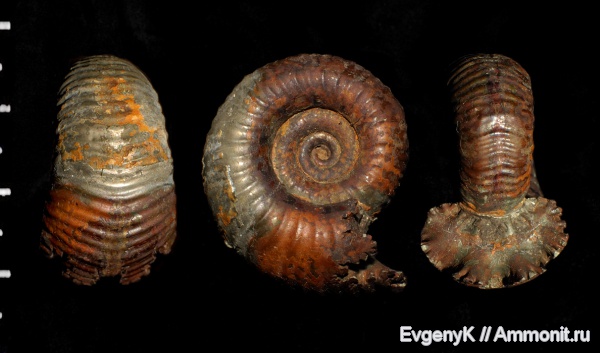 аммониты, Дубки, Eboraciceras, Саратов, Eboraciceras carinatum, Саратовская область, Ammonites